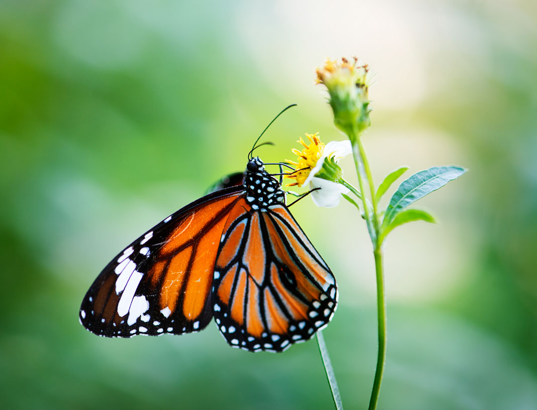 Closeup of monarch butterfly