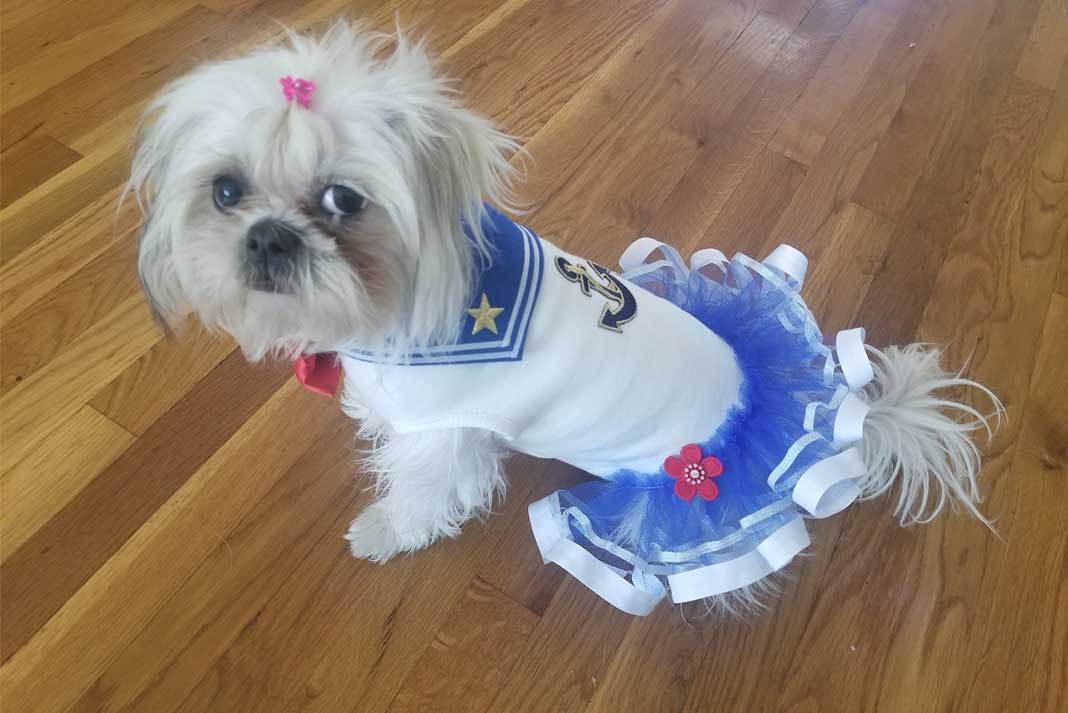 DIY Dog Sailor Dress Doggie Dress Up - California Pretty Fashion Magazine