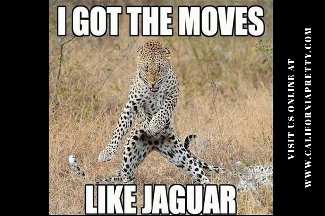 Jaguar Meme: I got the moves like Jaguar. - California Pretty Fashion Magazine