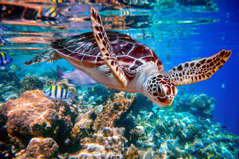 Sea Turtle Accidently Eat Plastic Trash Mistaking it For Food in the Ocean Every Year - California Pretty Magazine